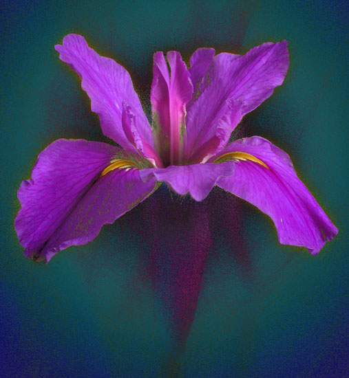 photo "Iris" tags: nature, macro and close-up, flowers