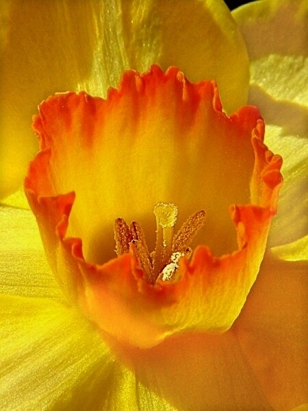 фото "Daffodil" метки: природа, макро и крупный план, цветы