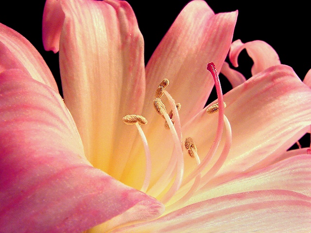 photo "Inside the Lily" tags: nature, macro and close-up, flowers