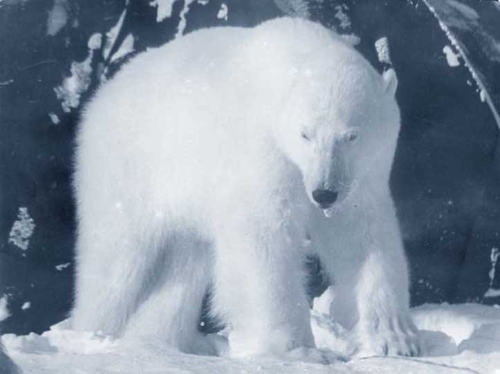 photo "Polar bear on North Pole." tags: nature, wild animals