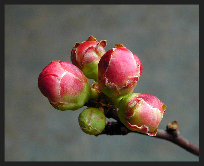 photo "Bud" tags: macro and close-up, nature, flowers