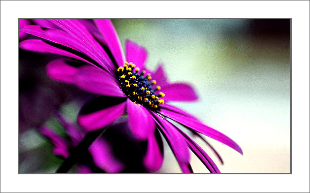 photo "Pink ?" tags: macro and close-up, nature, flowers