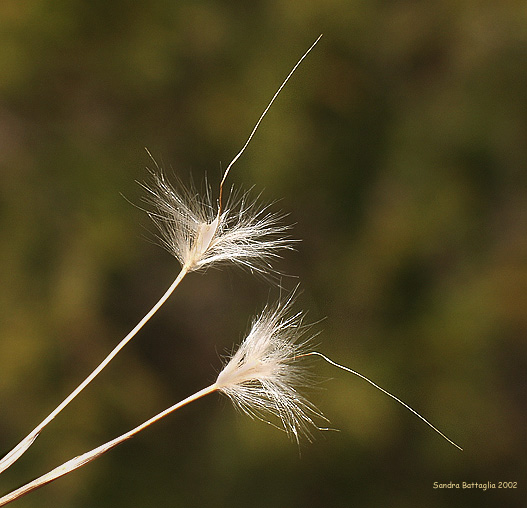 photo "Farewell to Wisps" tags: macro and close-up, nature, flowers