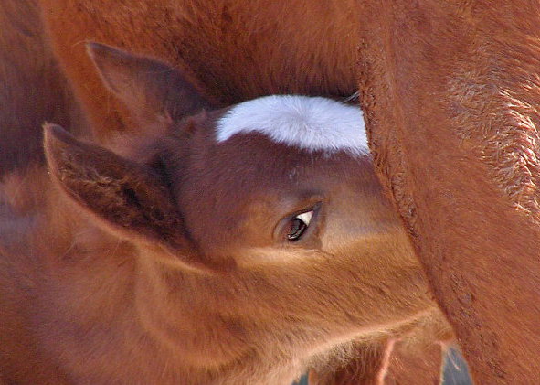 photo "Bonding...." tags: nature, pets/farm animals