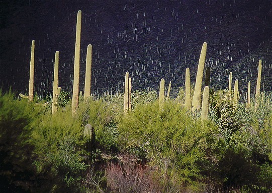 фото "Saguaro forest # 1" метки: пейзаж, путешествия, Северная Америка, лес
