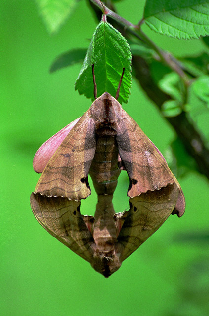 photo "Mating hawk-moth Marumba gaschkevitchi" tags: macro and close-up, nature, insect