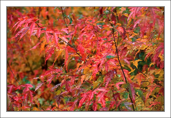 photo "Leaves" tags: nature, landscape, autumn, flowers