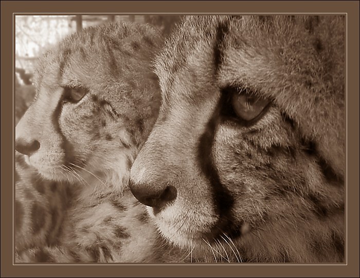 фото "Big Cats" метки: природа, дикие животные
