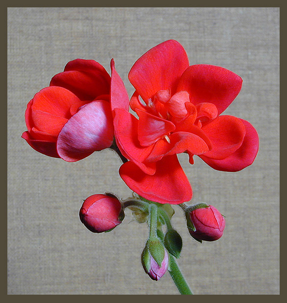 photo "Red Flowers" tags: macro and close-up, nature, flowers