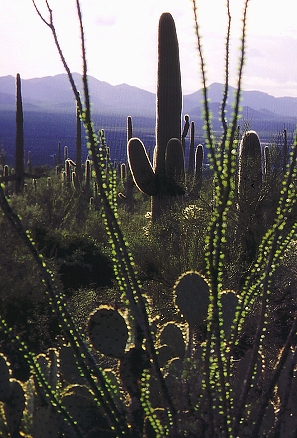 photo "Saguaro forest # 2" tags: landscape, travel, North America, forest