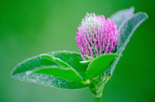 photo "Red clover (Trifolium pratense)" tags: macro and close-up, nature, flowers