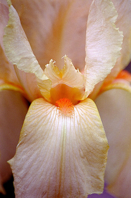 photo "Iris" tags: macro and close-up, nature, flowers