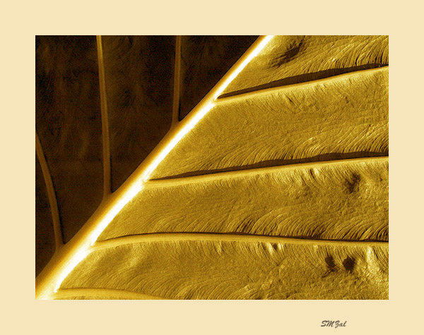 фото ""Abstraction of a leaf"" метки: абстракция, природа, 