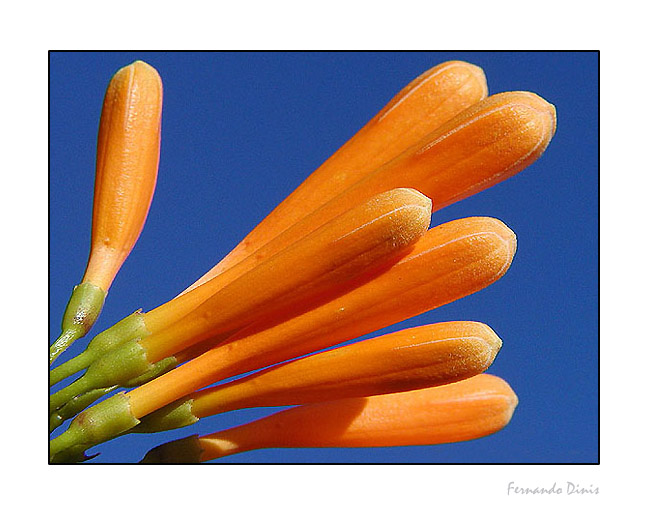 фото "Spring" метки: природа, макро и крупный план, цветы