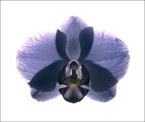 photo "Orchids. Blue." tags: nature, macro and close-up, flowers