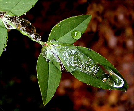 photo "Iced Nandina Leaf" tags: macro and close-up, nature, 