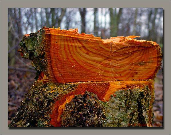 фото "Stump" метки: природа, разное, 