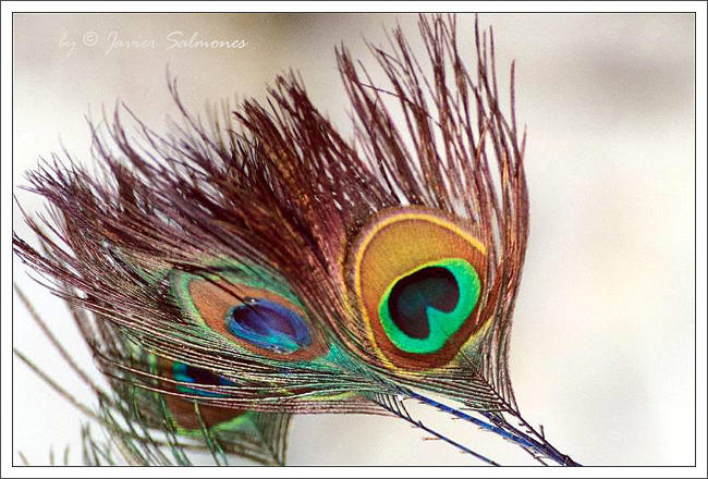 фото ""Feathers"" метки: макро и крупный план, 