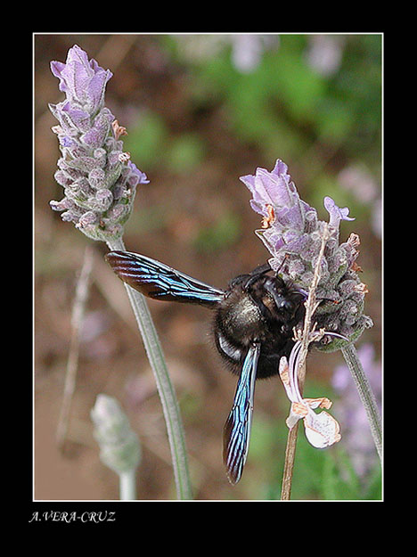 photo ""The Drone"" tags: macro and close-up, 