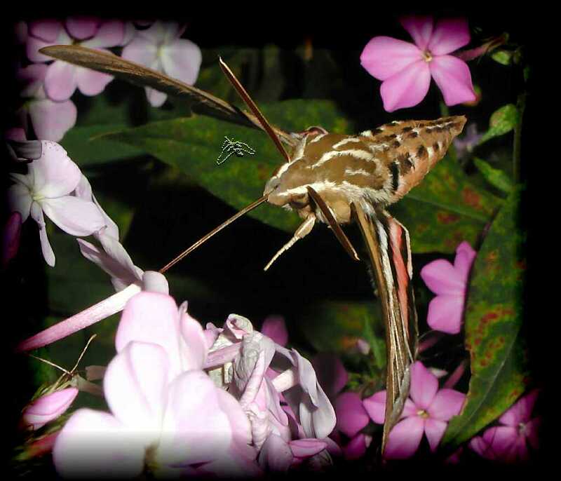 фото "Lepidoptera" метки: природа, макро и крупный план, насекомое