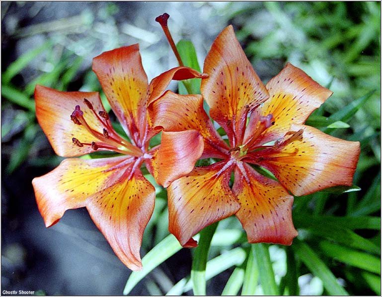 photo "Two lilys" tags: nature, macro and close-up, flowers