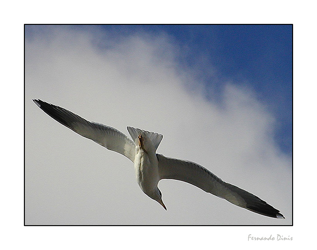 photo "Elegance" tags: nature, wild animals