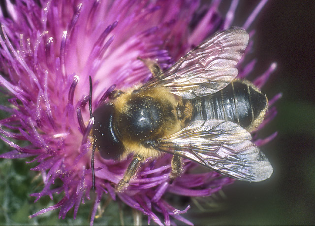 фото "Leafcutter bee" метки: макро и крупный план, природа, насекомое