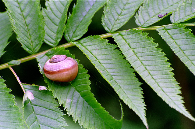 photo "Snail (Bradybaena ravida)" tags: macro and close-up, nature, 