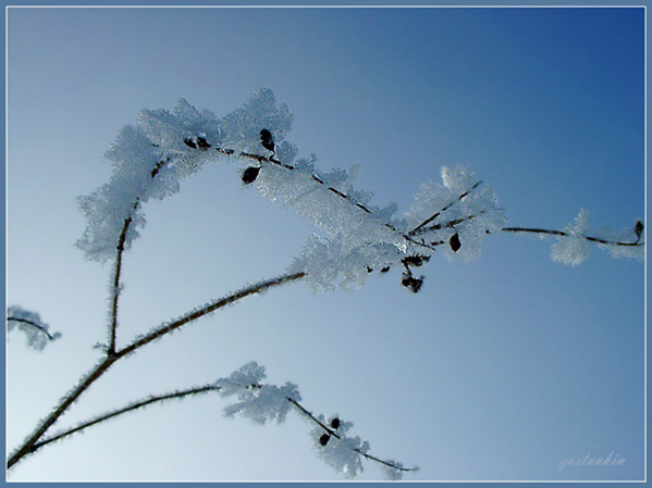 photo "hoar-frost" tags: landscape, nature, flowers, winter