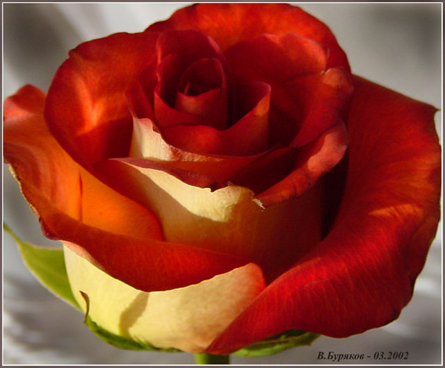 фото "Роза" метки: природа, макро и крупный план, цветы