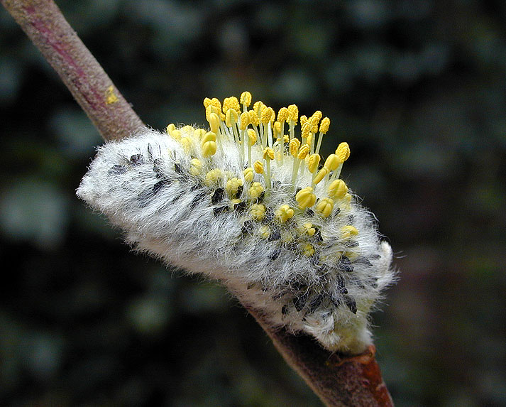 photo "Catkin" tags: macro and close-up, nature, flowers