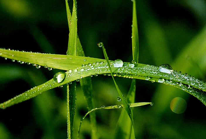 photo "Hieroglyph" tags: macro and close-up, nature, flowers