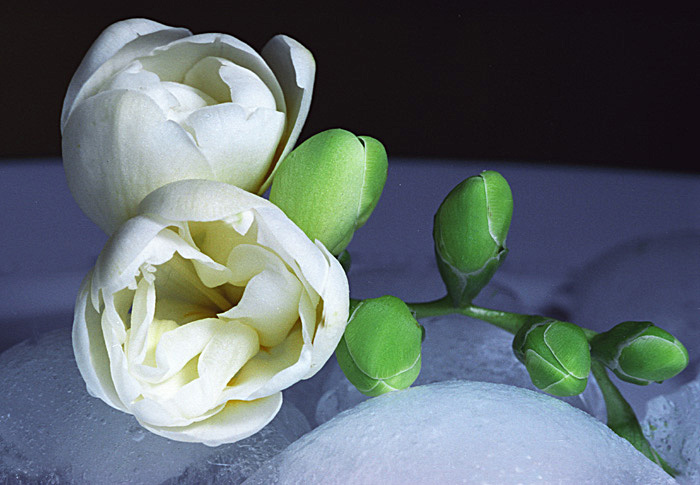 photo "Spring mood" tags: nature, macro and close-up, flowers
