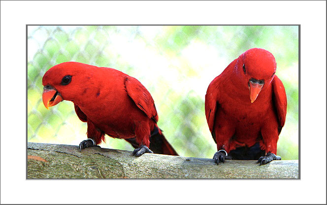 photo "Red (Lorio)" tags: nature, travel, Europe, wild animals