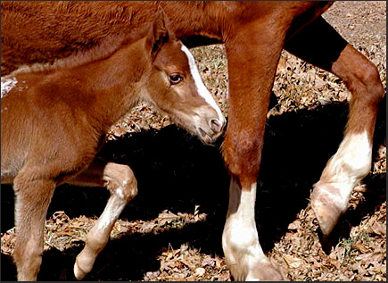 photo "Synchronized...." tags: nature, pets/farm animals