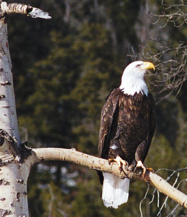 photo "Montana,USA, Bald Eagle" tags: misc., nature, wild animals