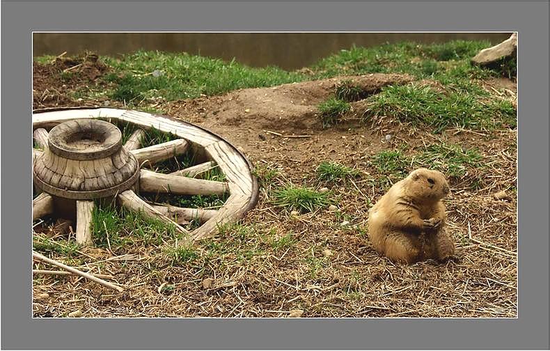 photo "Hopelessness" tags: nature, portrait, wild animals