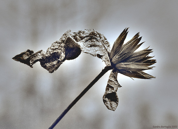 фото "March Winds" метки: макро и крупный план, природа, цветы
