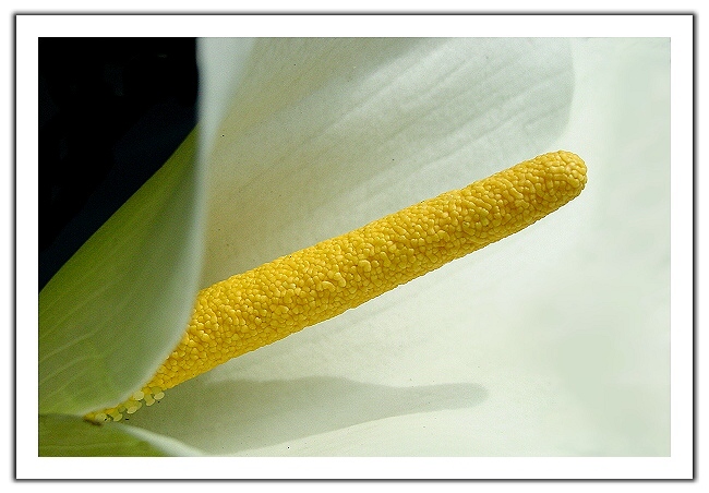 photo "Symphony in three tones" tags: macro and close-up, 