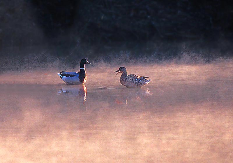photo ""LISTEN to me....."" tags: travel, landscape, North America, water