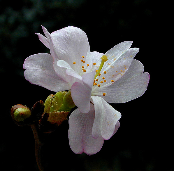 photo "Untitled photo" tags: macro and close-up, nature, flowers