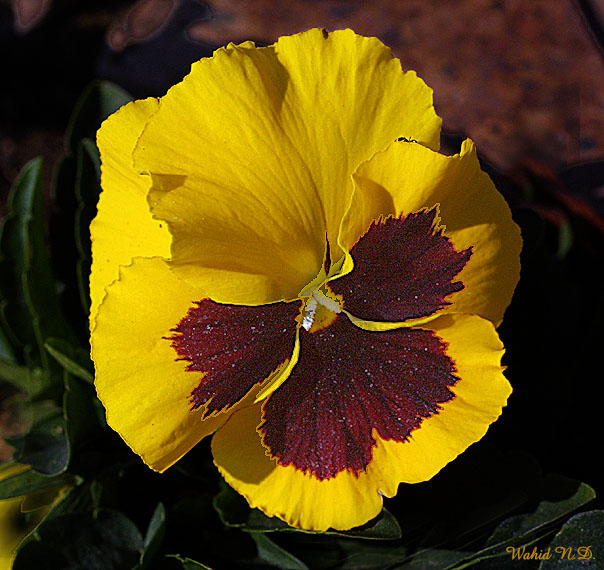 photo "Pansy1" tags: nature, macro and close-up, flowers