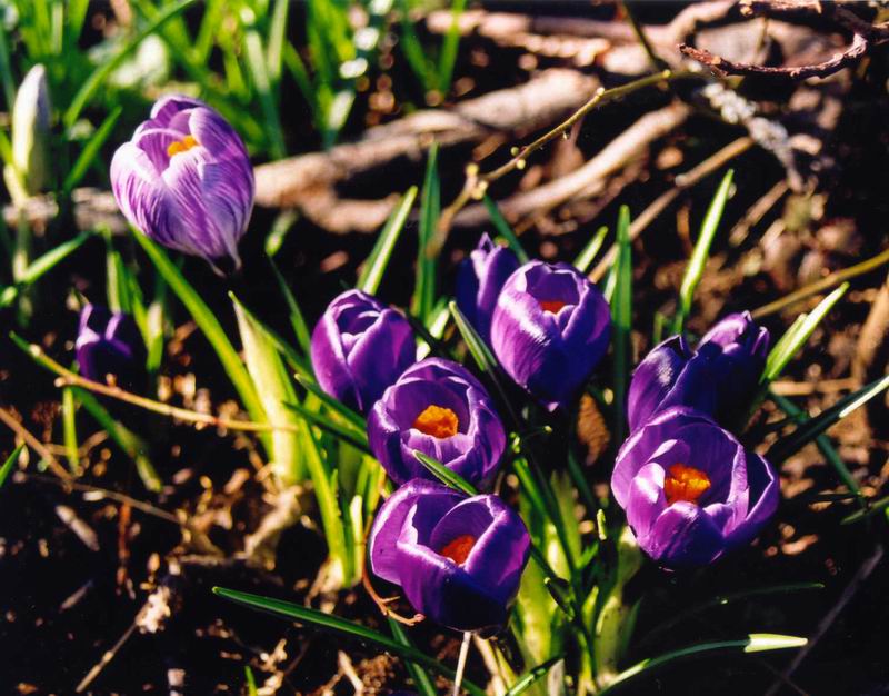 photo "Different" tags: nature, macro and close-up, flowers