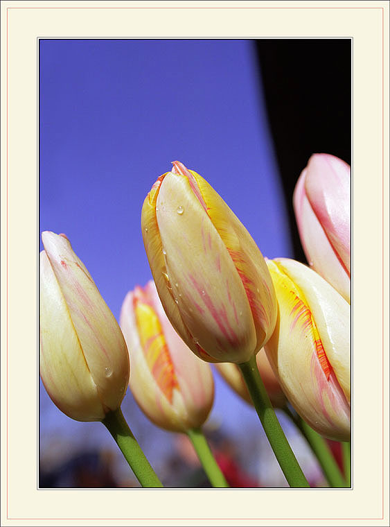 фото "Tulips." метки: природа, цветы