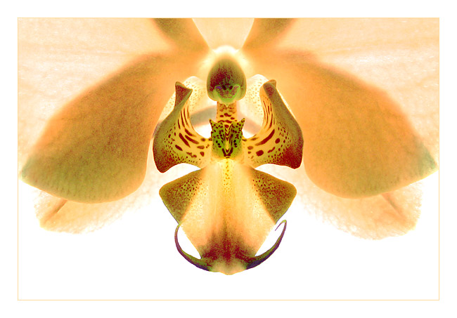 фото "Орхидеи. Жёлтое." метки: природа, макро и крупный план, цветы