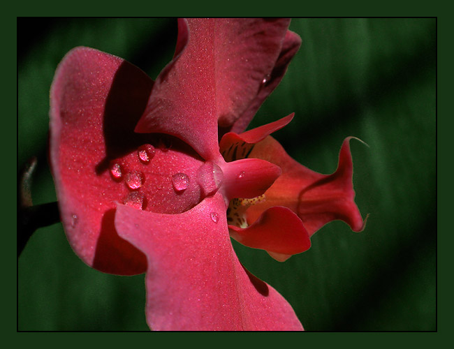 фото "Орхидеи. Полёт над гнездом кукушки." метки: природа, макро и крупный план, цветы