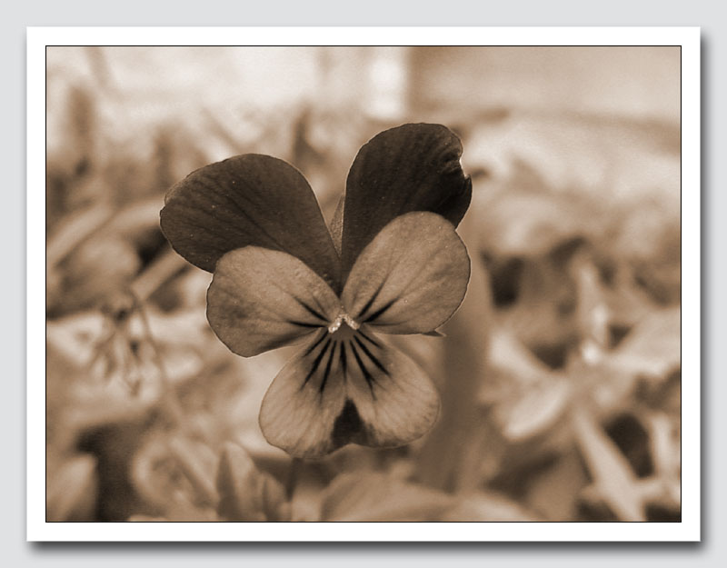 photo "Card with daisy" tags: macro and close-up, montage, 