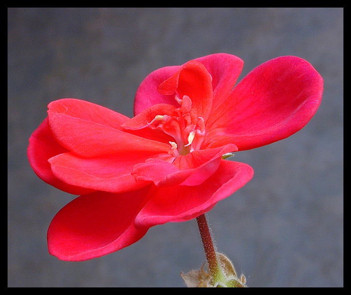 фото "Red" метки: макро и крупный план, природа, цветы