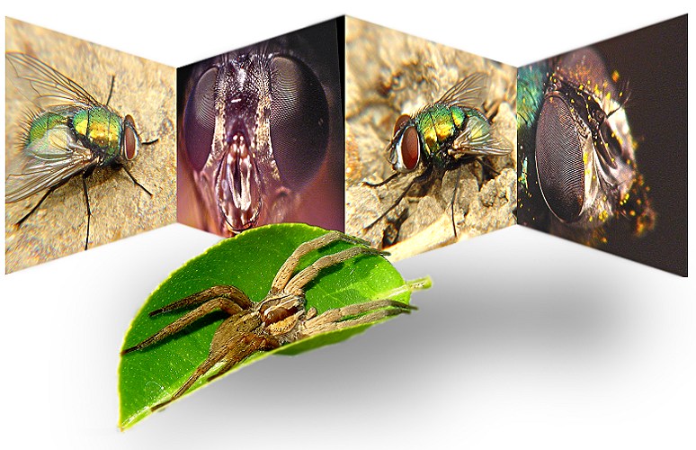 фото "Said the spider to the fly" метки: природа, фотомонтаж, насекомое