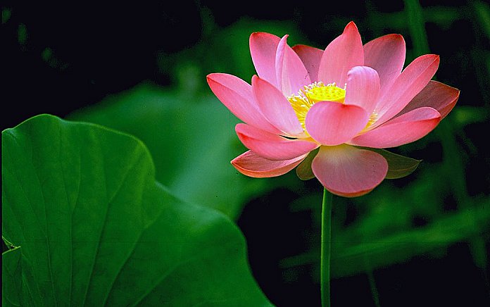 photo "Lotus" tags: nature, flowers